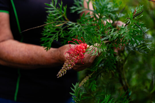Australian female horticulturalist holding grevillea flower on native plant in nursery garden