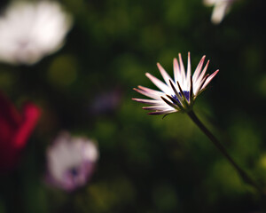 Wild beautiful flowers in a sunny spring day