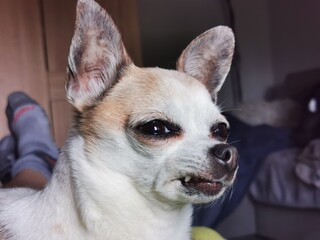 angry chihuahua head
