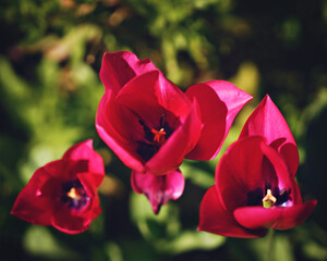 Wild beautiful flowers in a sunny spring day