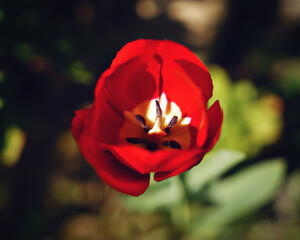 Wild beautiful flowers in a sunny spring day