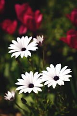 Wild beautiful flowers in a sunny spring day
