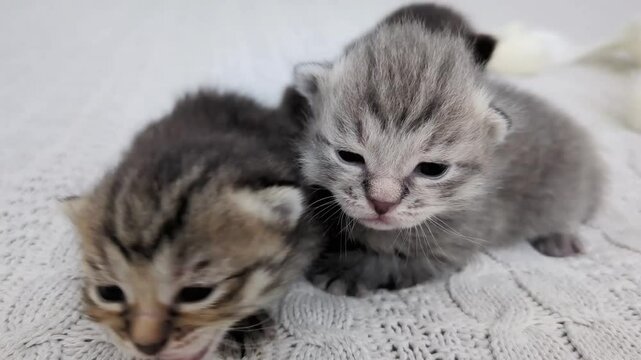 Cute newborn kittens snuggle together on a knitted plaid