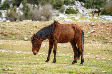 The scenic views of wild horses, mustangs at the Eynif Plateau, Antalya, Turkey
