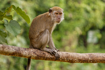 Long-tailed macaque 