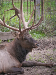 Majestic bull deer rests peacefully in a meadow, blending into the serene autumn setting. Image captures the power and beauty of wildlife in nature. Vertical photo