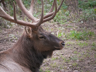 Majestic bull deer rests peacefully in a meadow, blending into the serene autumn setting. Image captures the power and beauty of wildlife in nature