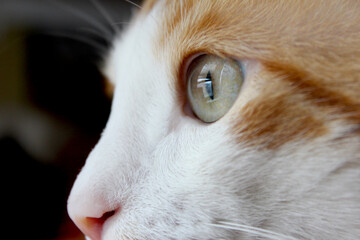 Beautiful red-and-white kitten, picked up on the street, side view