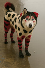 A uniquely styled dog with a spotted coat of black, red, and white fur, standing on a wet surface, showcasing its striking blue eyes.