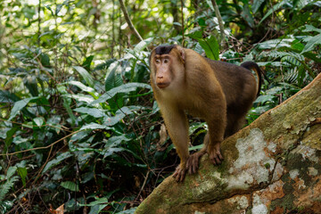 Pig-tailed macaque 