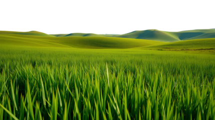 Photo of green meadow isolated on transparent background.png