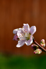 Obraz premium Peach tree with flower in spring