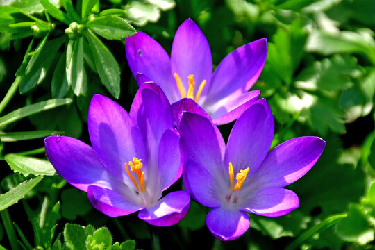 crocus in early spring in a German garden