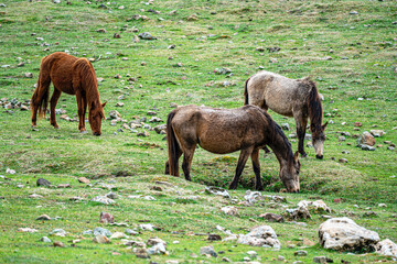 The scenic views of wild horses, mustangs at the Eynif Plateau, Antalya, Turkey