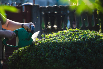 Shrub pruning, gardening and cutting concept.
