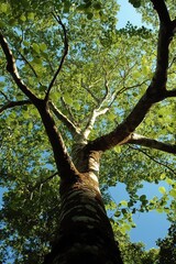 Obraz premium Copaiba Tree in Atlantic Forest: Native Nature with Green Leaves and Trunk