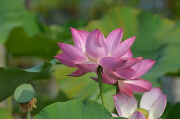 Fiore di loto, nelumbo