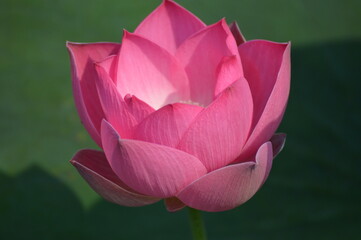 Fiore di loto, nelumbo, lotus