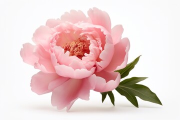 Peony blossom flower plant.