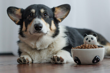 Pembroke Welsh Corgi dog with kibble bowl at home
