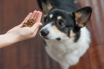 Hands of woman serving dog food in kitchen. Lifestyle, dog feeding, animals, friendship and home life, care.