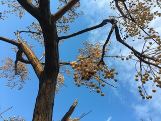 Tree branches with small yellow apples against blue sky.