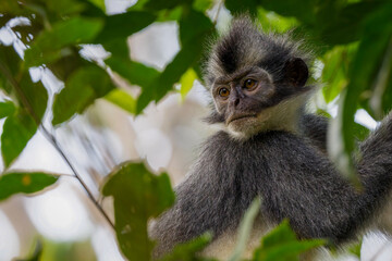 Fototapeta premium Thomas's leaf monkey 