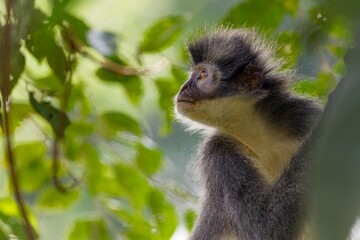 Thomas's leaf monkey 