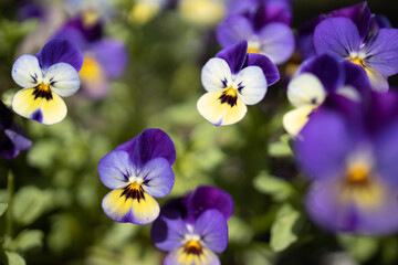 Close-up of vibrant purple, white, and yellow bratki (pansies) flowering.