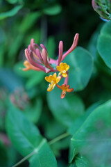 Close-up of vibrant yellow and orange honeysuckle flowers, possibly Goldflame or Italian Honeysuckle.