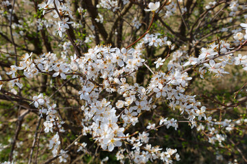 The photograph shows a close-up of the branches of a blooming plum tree. The flowers are white with...