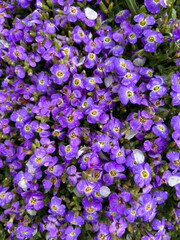 Vibrant Purple Blossoms are Presently in Full Bloom, Showcasing Their Natural Beauty