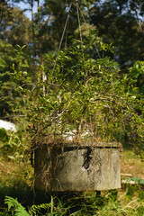 Fototapeta premium Hanging potted plant being lifted by a pulley system in a lush green outdoor garden setting.