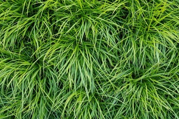 Dallis Grass (Paspalum dilatatum) - Beautiful Green Summer Background