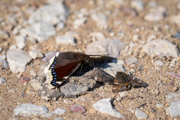 Camberwell beauty butterfly (Nymphalis antiopa) and orange underwing (Archiearis parthenias)...