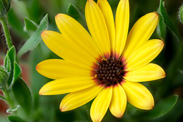 Obraz premium Bright yellow flower blooming in a lush garden