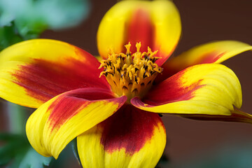Colorful flowers bloom in the garden