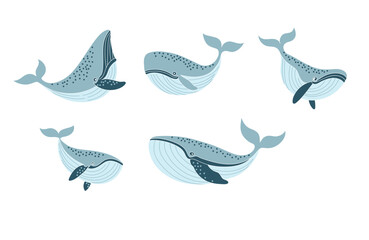 Vector illustration of a killer whale