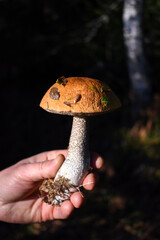 Hat of Leccinum mushroom (birch bolete) in the hand close-up on a blurred dark background with a birch tree.