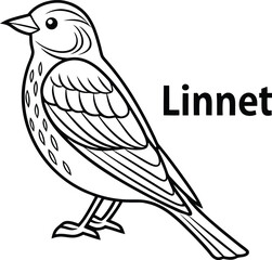 Fototapeta premium Linnet Bird Outline Illustration, Isolated on White Background, Graphics