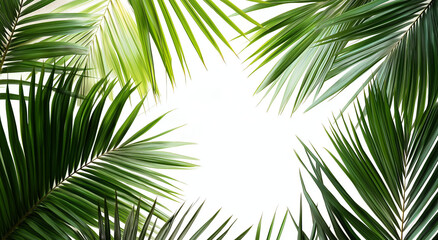 Fototapeta premium Folhas de palmeira verdejantes, folhagem tropical, fundo botânico, banner da natureza, planta elegante, fundo branco, close-up