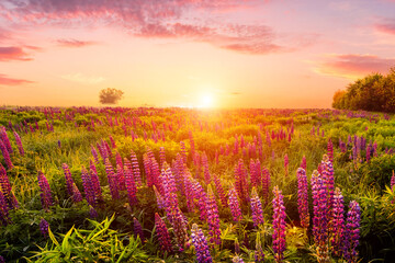 Fototapeta premium Majestic lupines field bathed in vibrant sunrise glow. A tranquil countryside scene for dreamy landscape background. Serene nature escape or ethereal spring greetings.