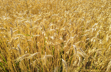 golden wheat field in summer in italian farm