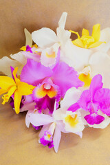 原種系カトレア (縦位置)