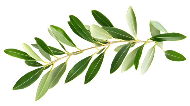 Olive branch with green leaves on white or transparent background.