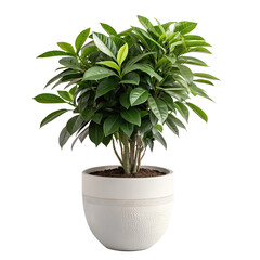 Obraz premium Lamiaceae plant isolated on transparent background