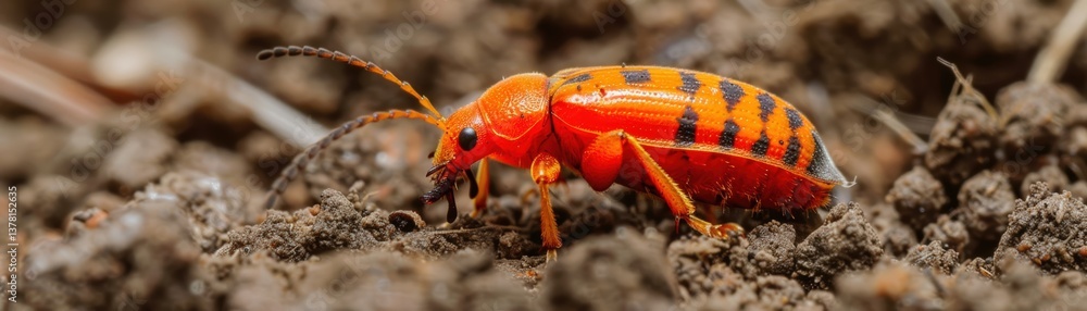 Poster a vibrant red and black beetle crawls on the ground, showcasing intricate patterns and textures in a