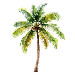 A watercolor painting of a coconut tree, isolated on a white background. Coconut tree vector

