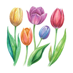 Fototapeta premium Hand pencil drawing style colorful tulips botanical illustration vector set