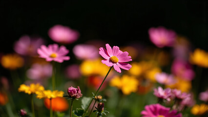 Flower Bed in the Garden
